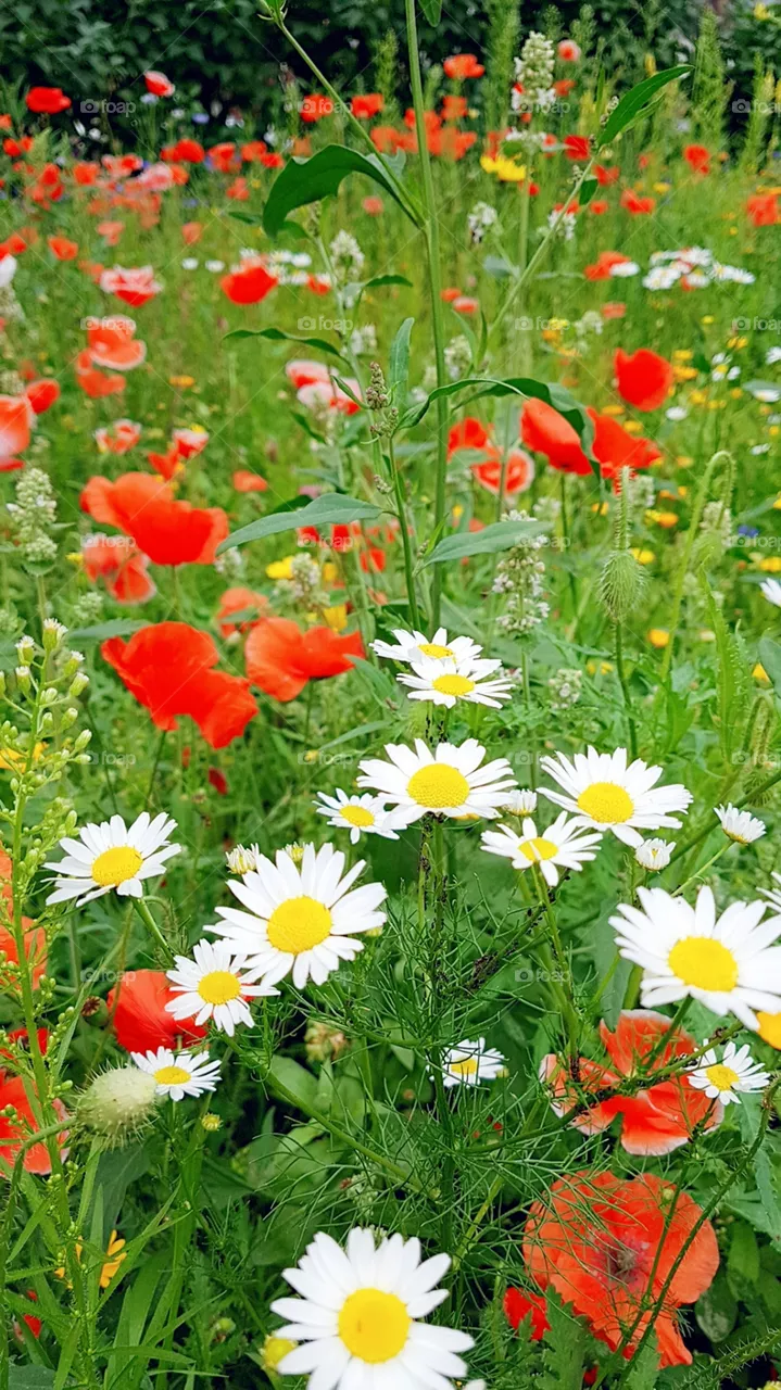 flowers