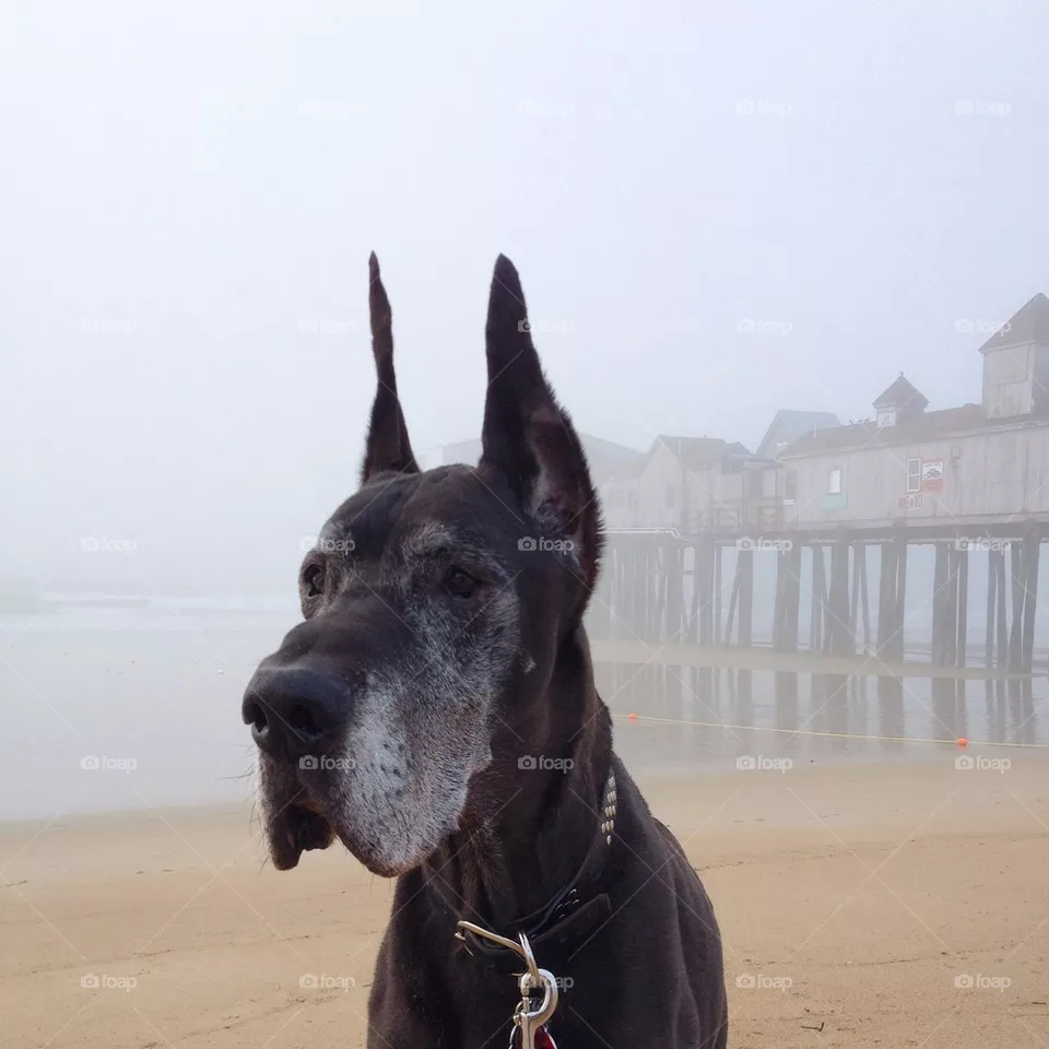 Kozmo