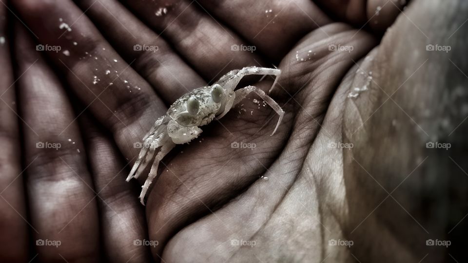 Baby crab