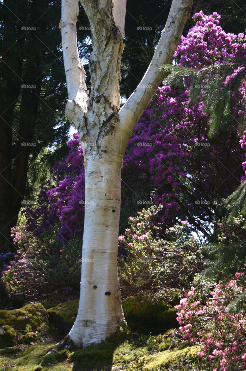 Silvery birch. Gorgeous silvery birch tree 