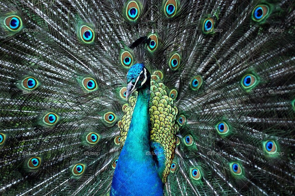 Peacock