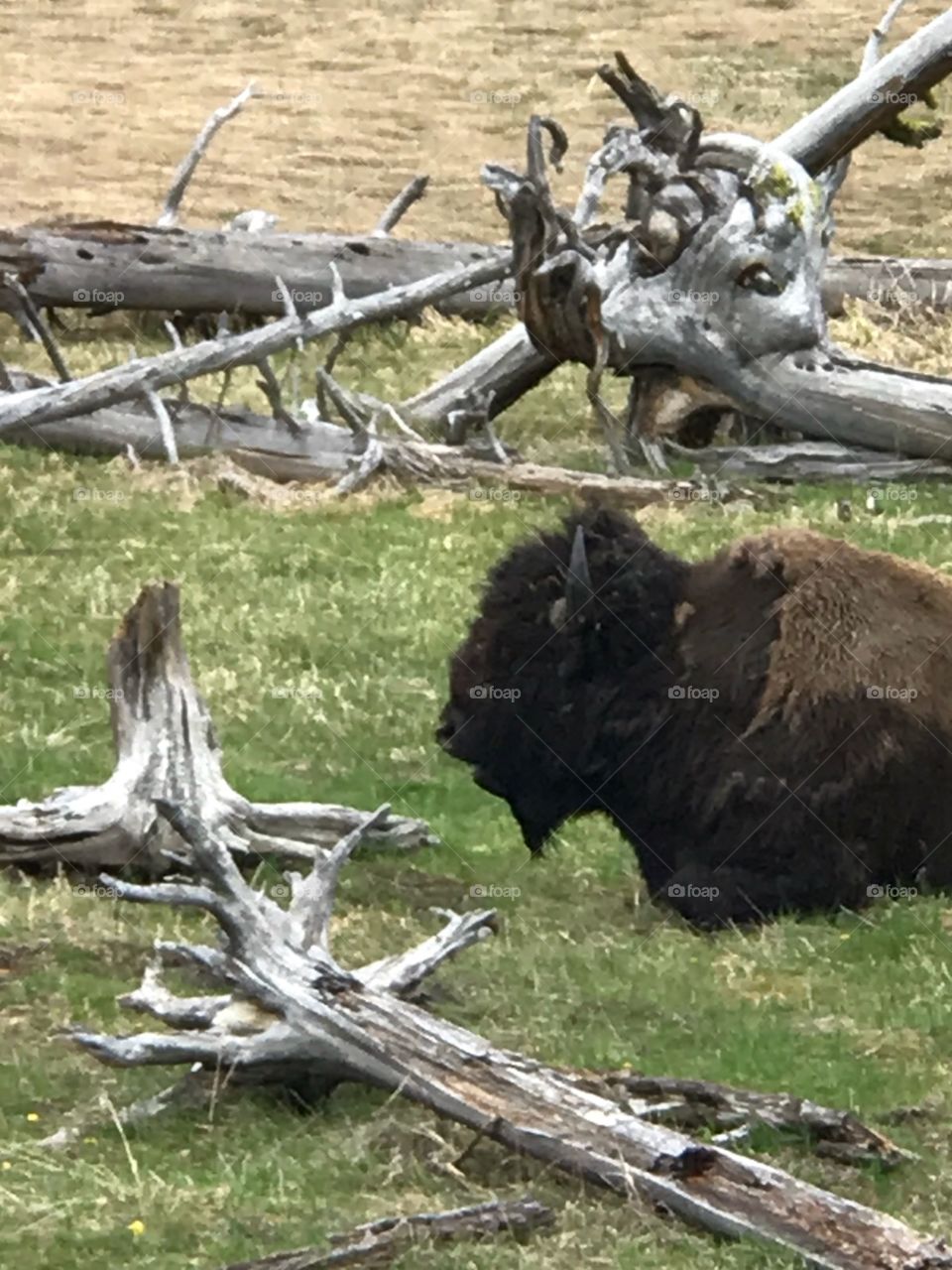 Bison resting 
