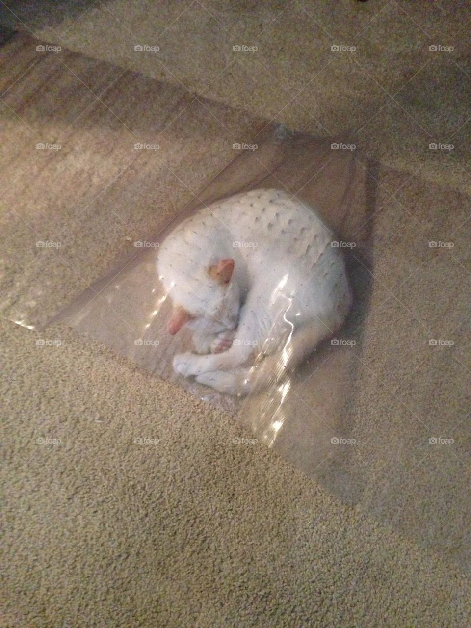 Yuki, our White Precious, Little Kitten sleeping all curled up under a floor Runner. 