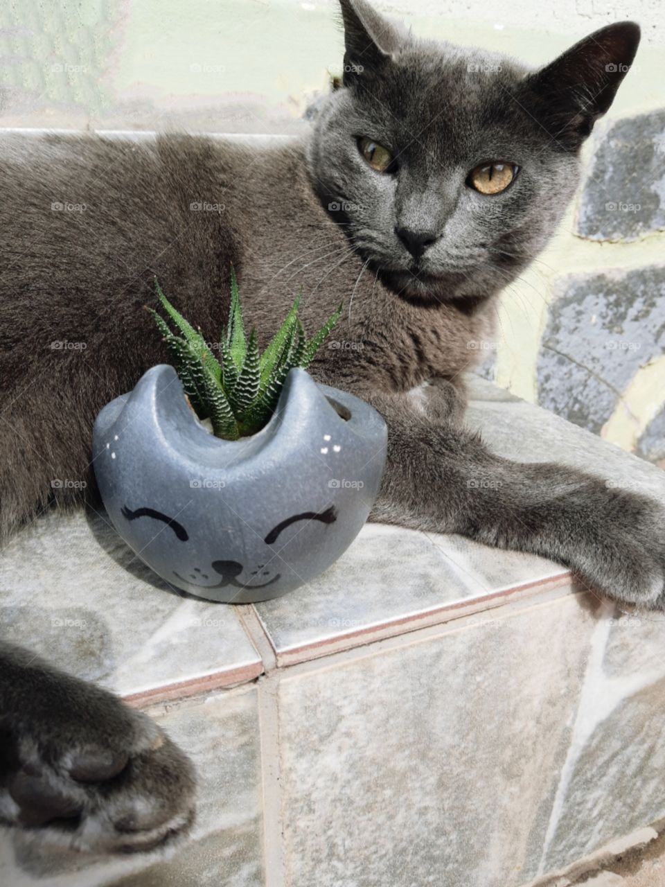 cat with a cat pot