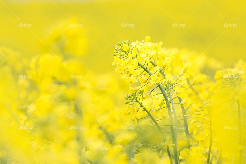 Closeup of yellow blooming rapeseed flowers with a large yellow field in the background 