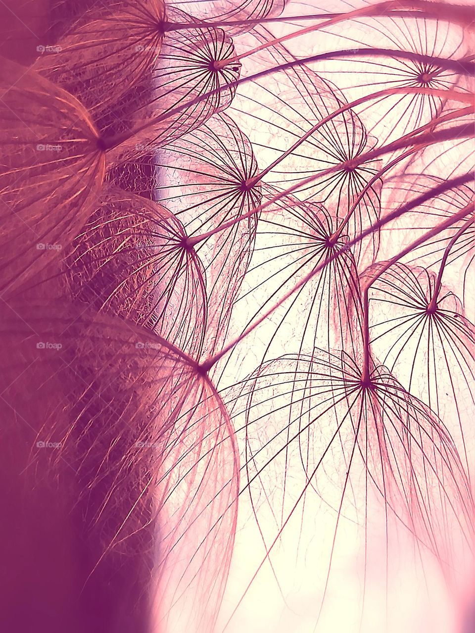 Dandelion Bathed in Pink light