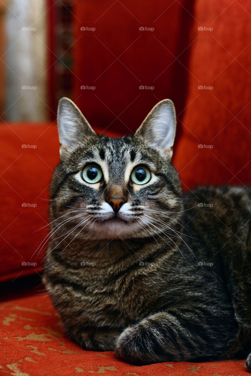 Cat is looking upstairs