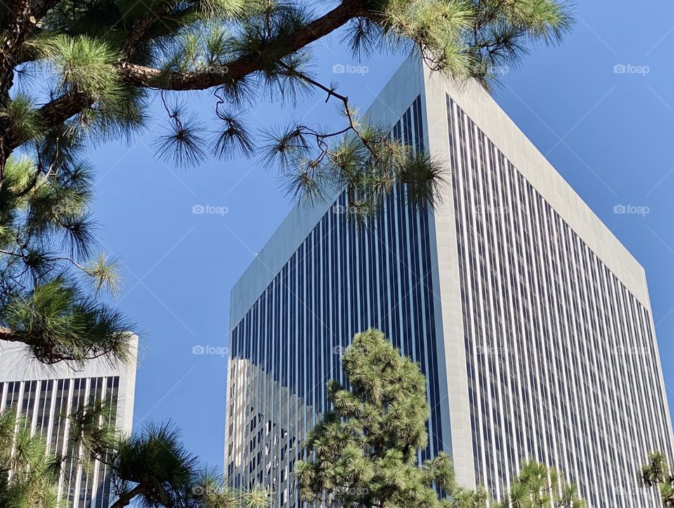 Skyscraper plays peek a boo with the tree