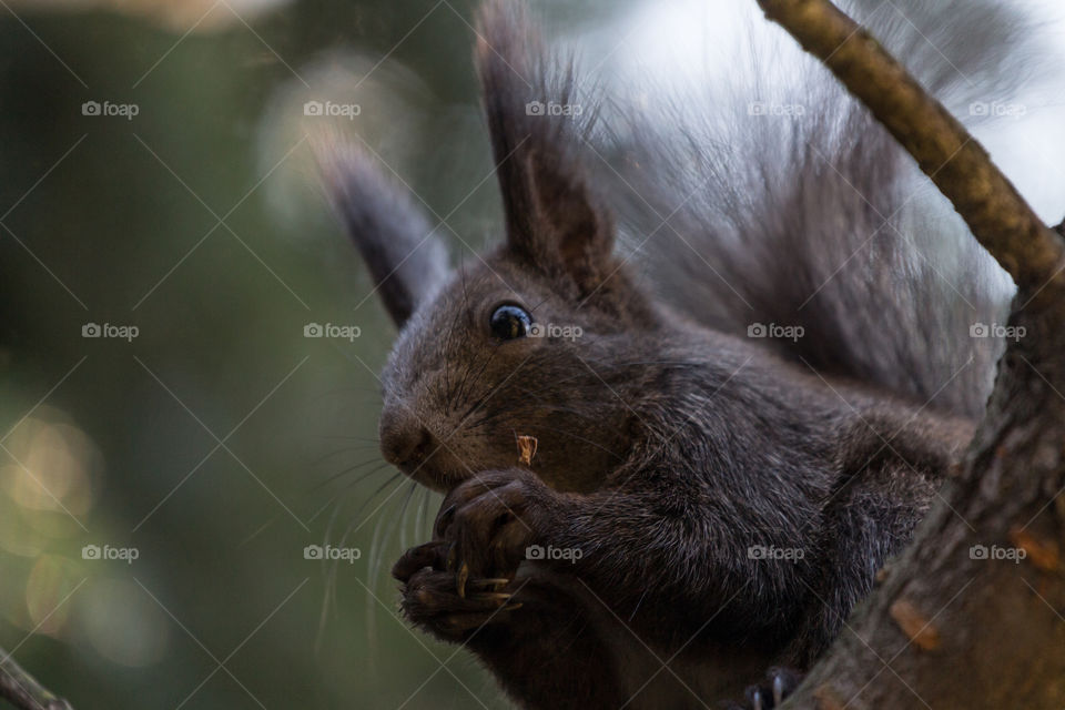 Closeup on squirrel while eating