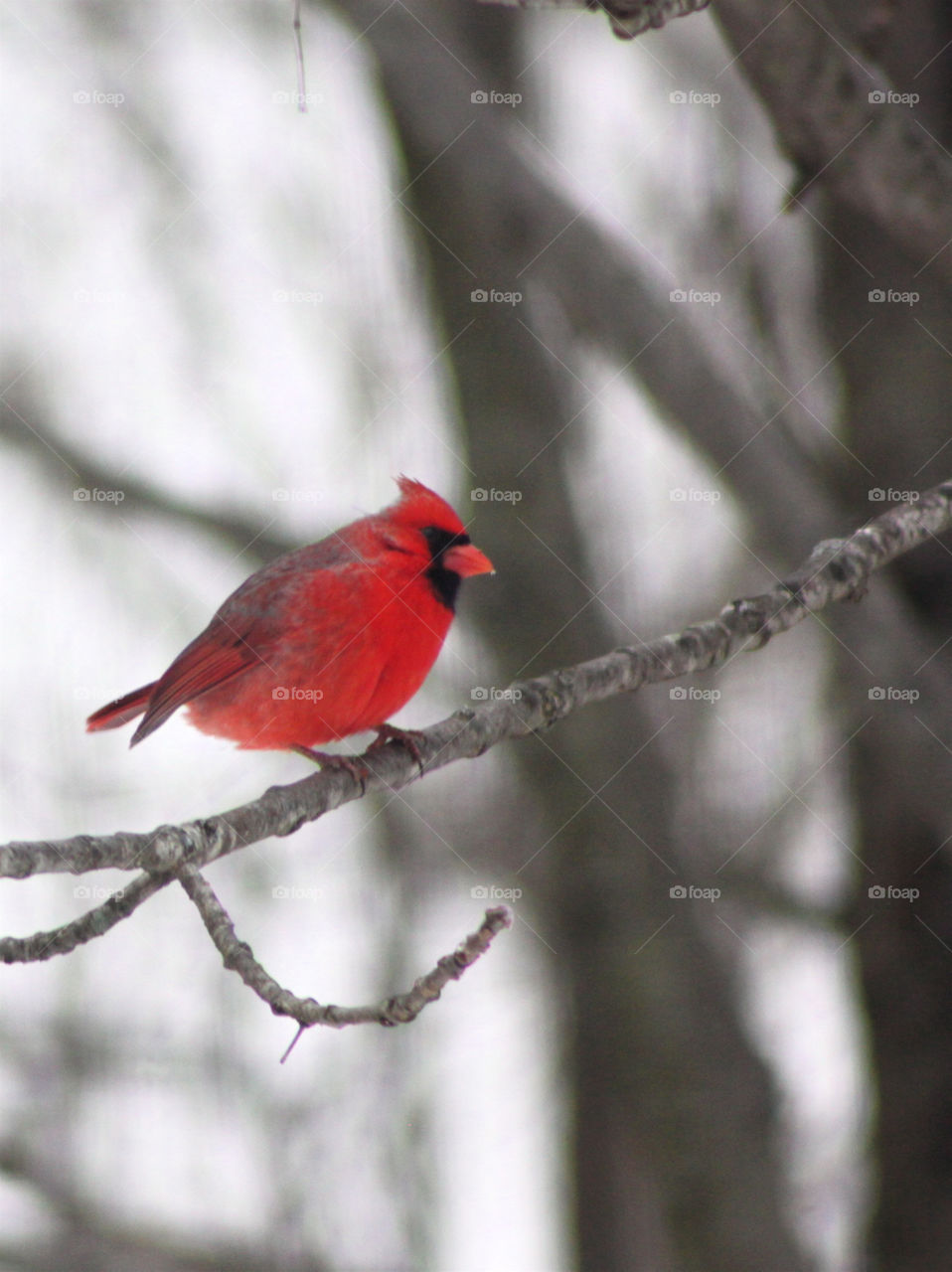 Winter Male Cardinal