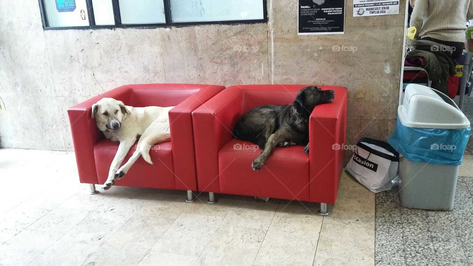 relax mode on 
cute dogs