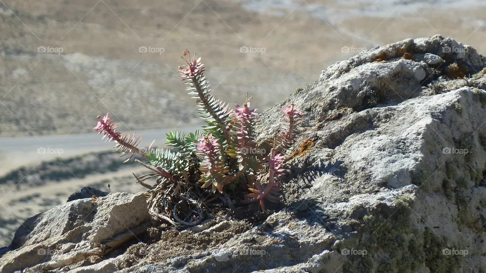 Blume auf Felsen