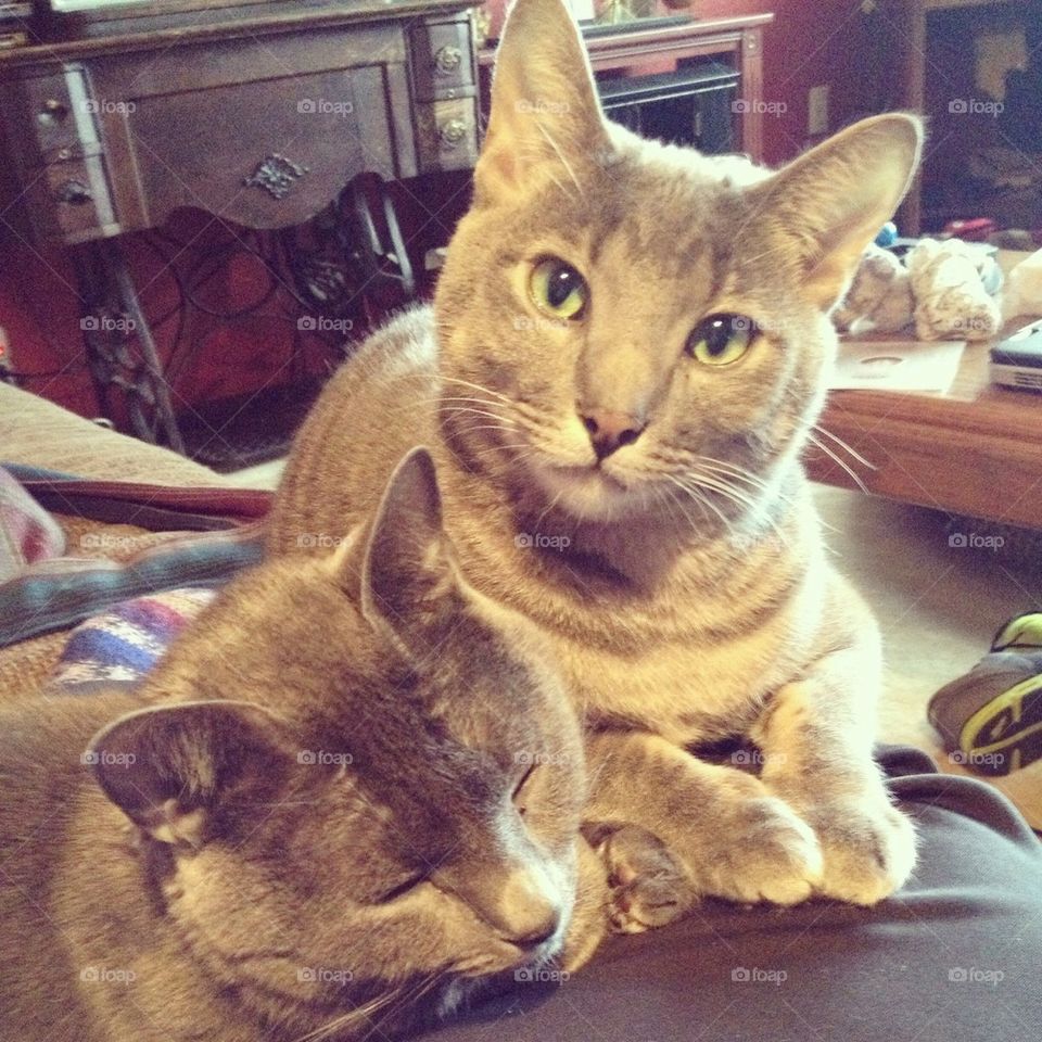 Cute kitty head tilt