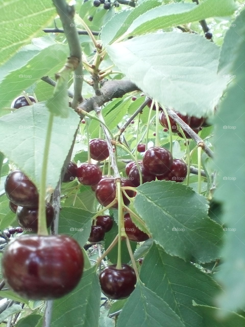 leaves, ripe cherry