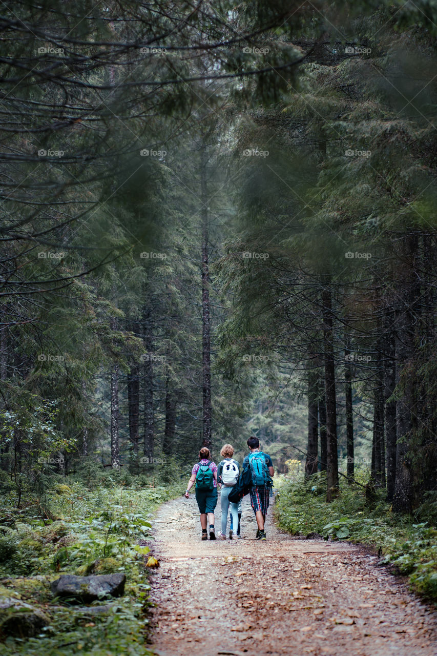 Family walking through the forest. Man with backpack, in company with young woman, carrying a little girl on his shoulders, walking along forest route on foggy day