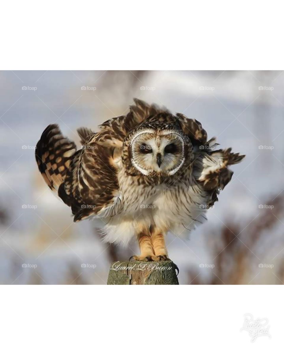 Owl in Medicine Hat 🦉