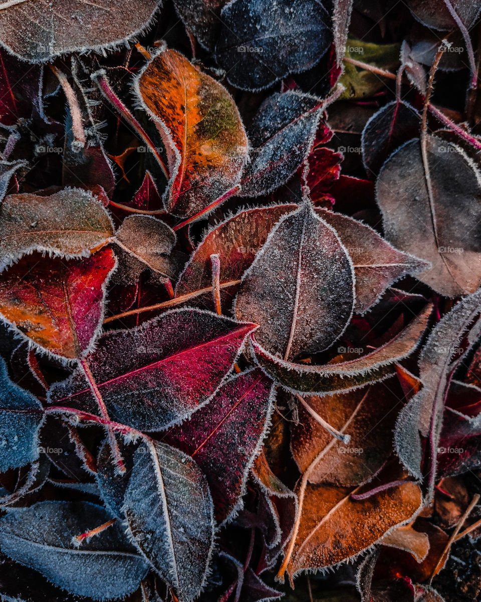 dry frozen leaves