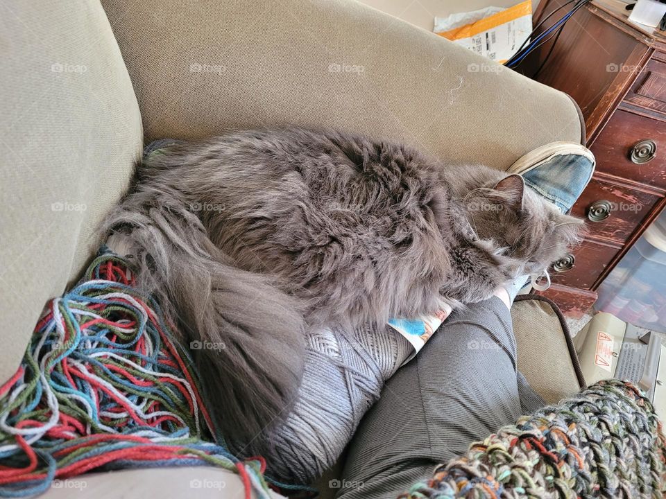 cat sleeping on a bed of yarn