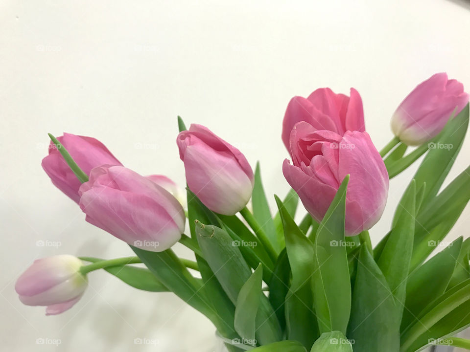 Pink tulips 