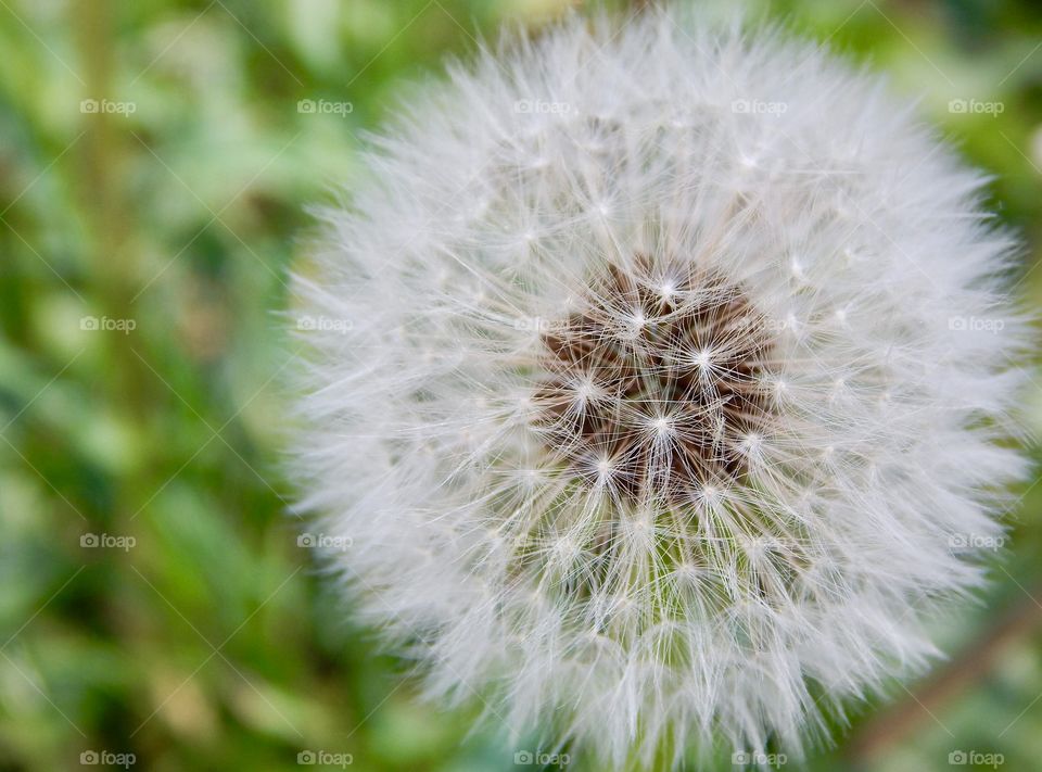 dandelion in macro