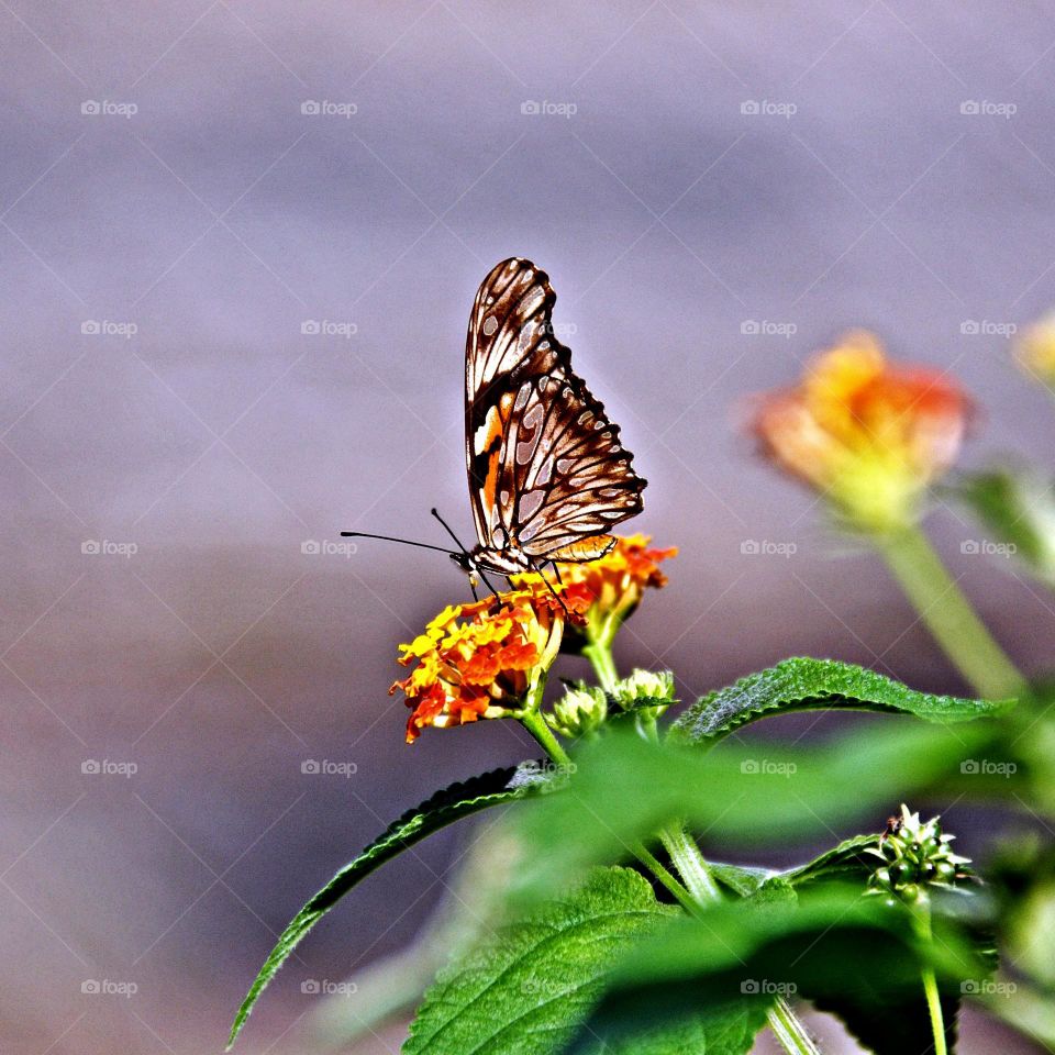 Borboleta e flor