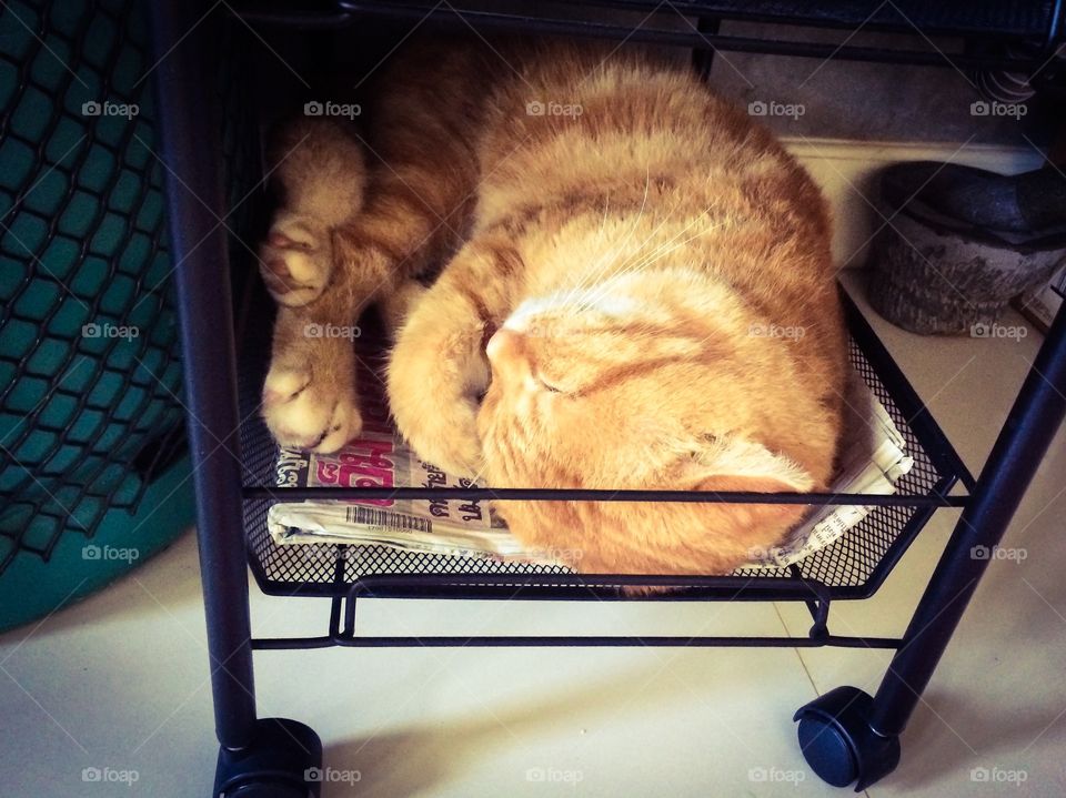 Lazy cat sleeping in kitchen room 