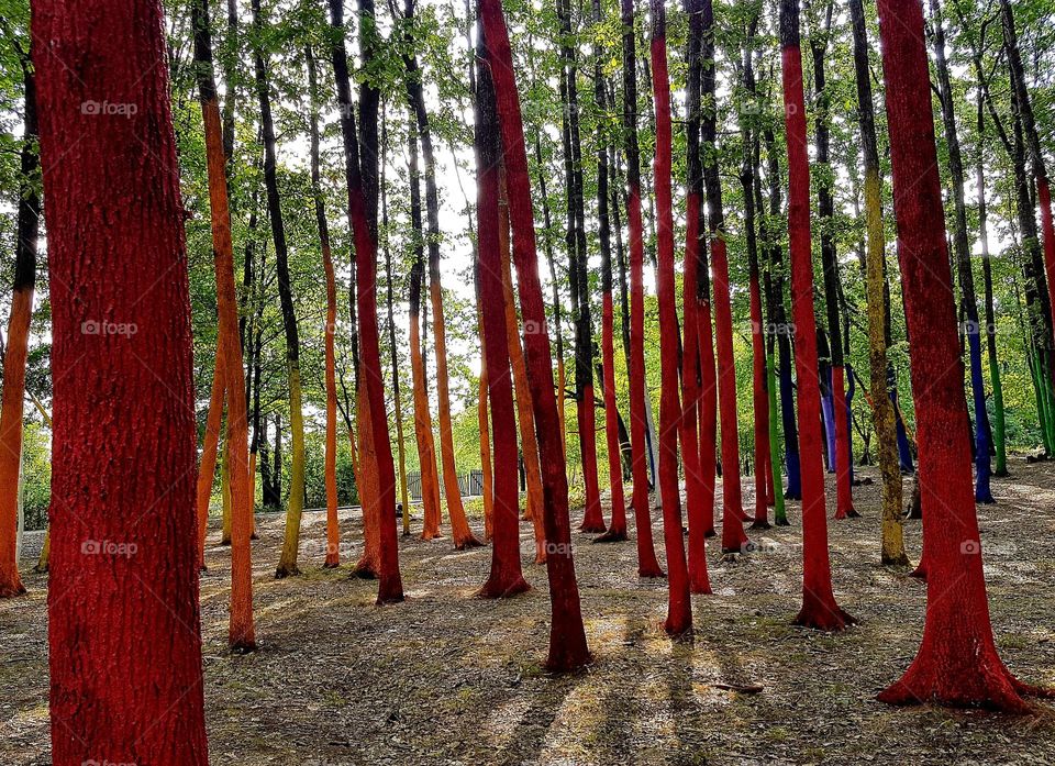 colorful forest