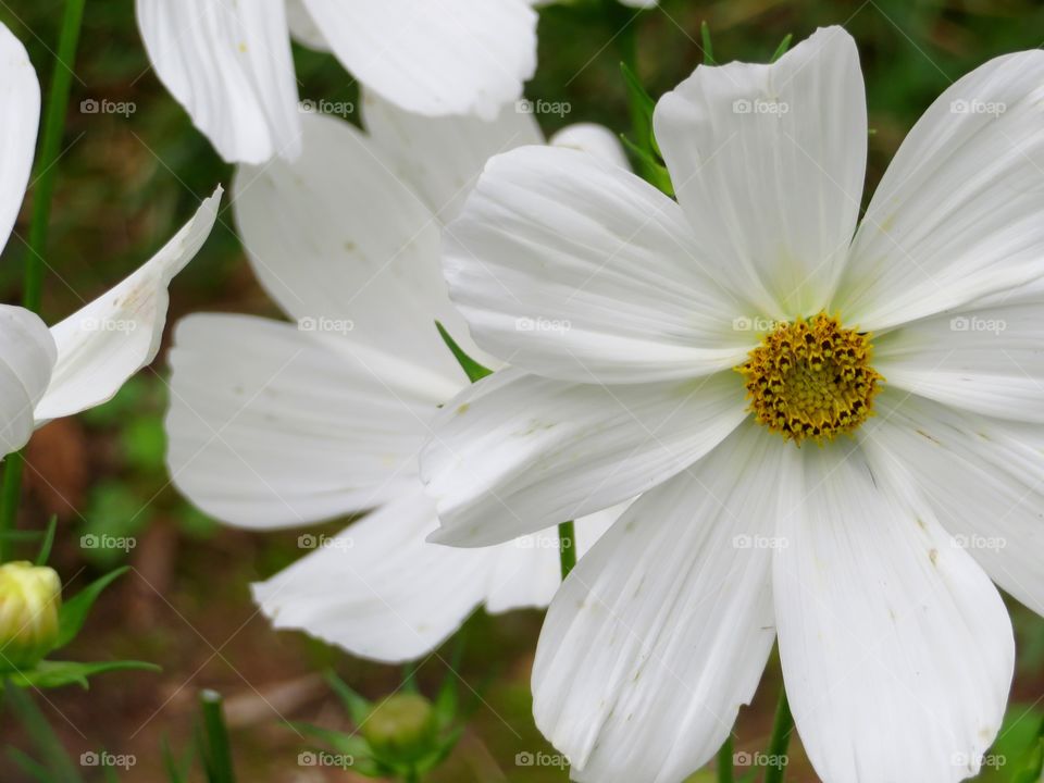 White Cosmos