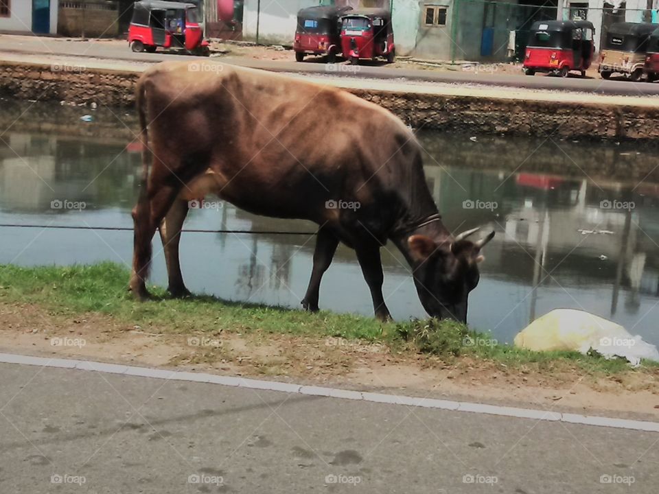 brown colour cow