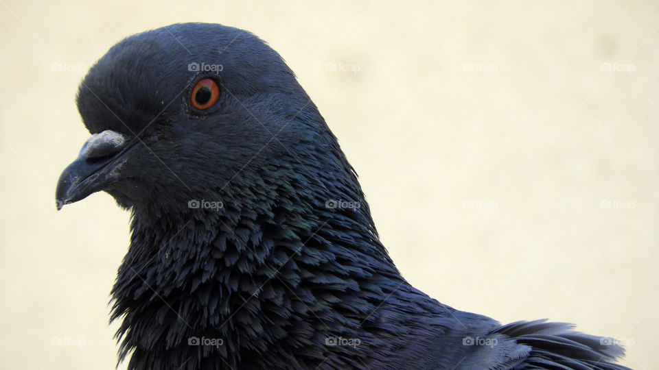 Pigeon #Close up