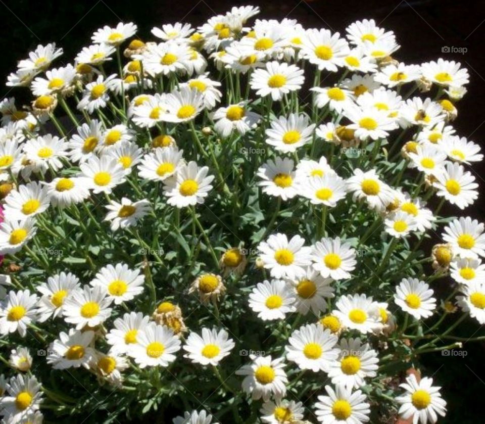 daisies