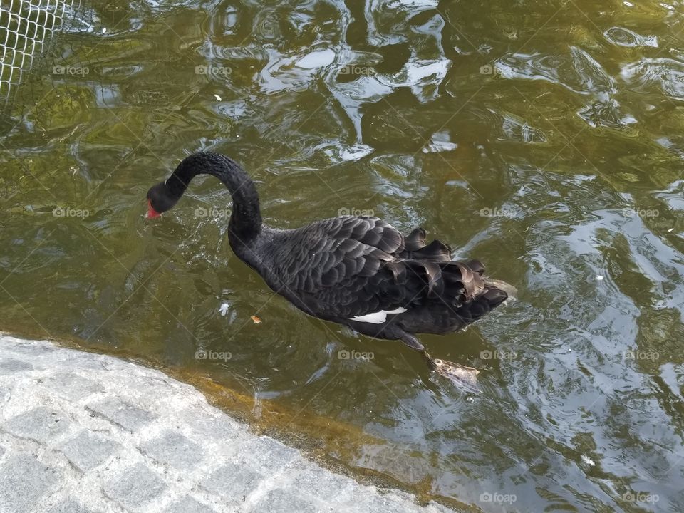 a black swan in kuğlu park in Ankara Turkey