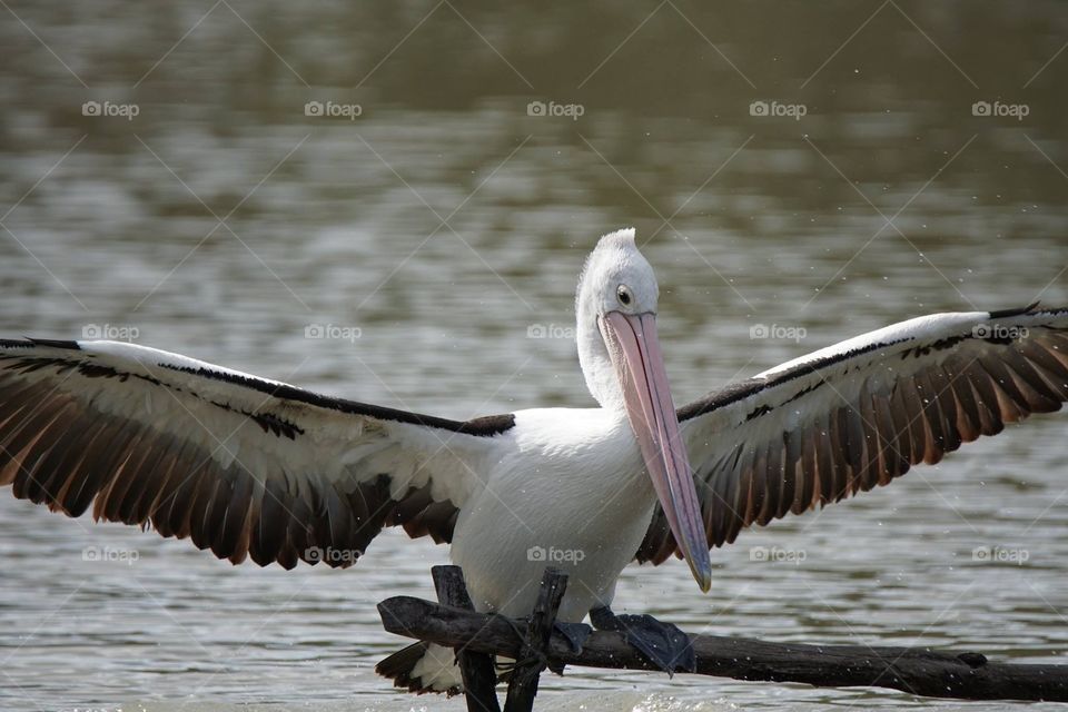 Pelican with wings extended