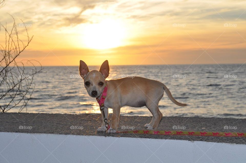 Mexican Chihuahua in MX
