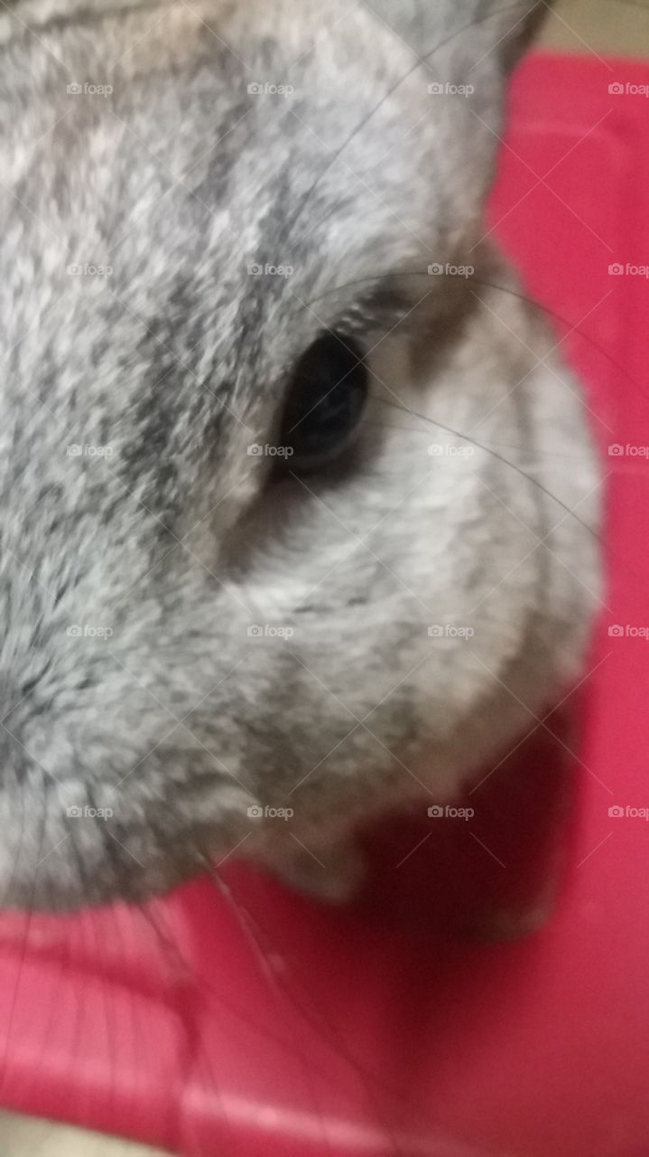 Rabbit close-up.