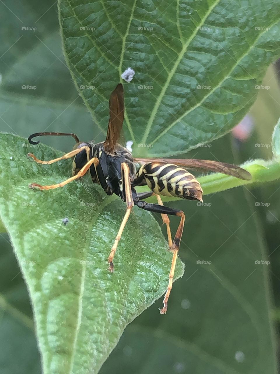 Coming in for a landing. 