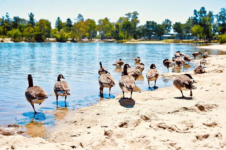 The black geese migration in California 