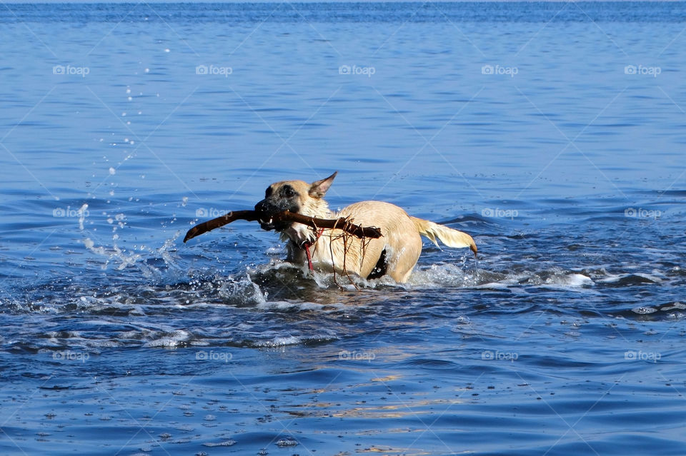 Dog shepherd malinois