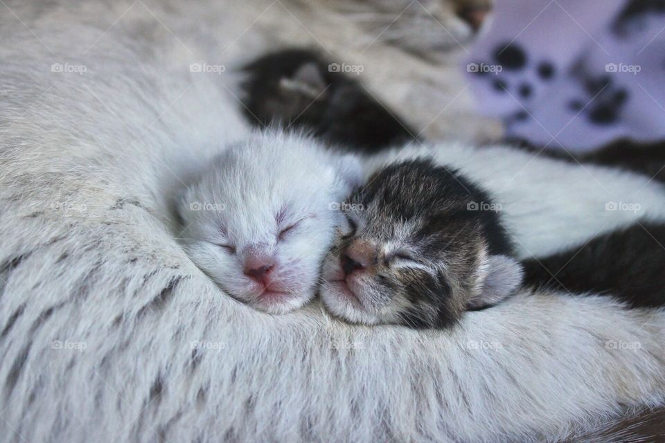 Kittens are just too cute