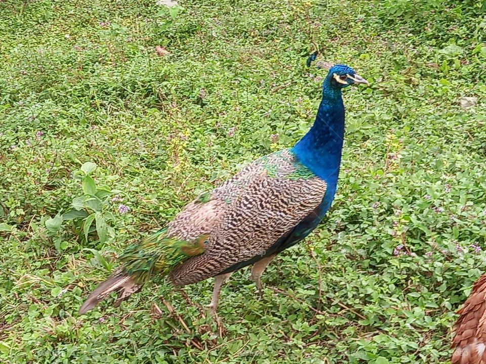female peacock