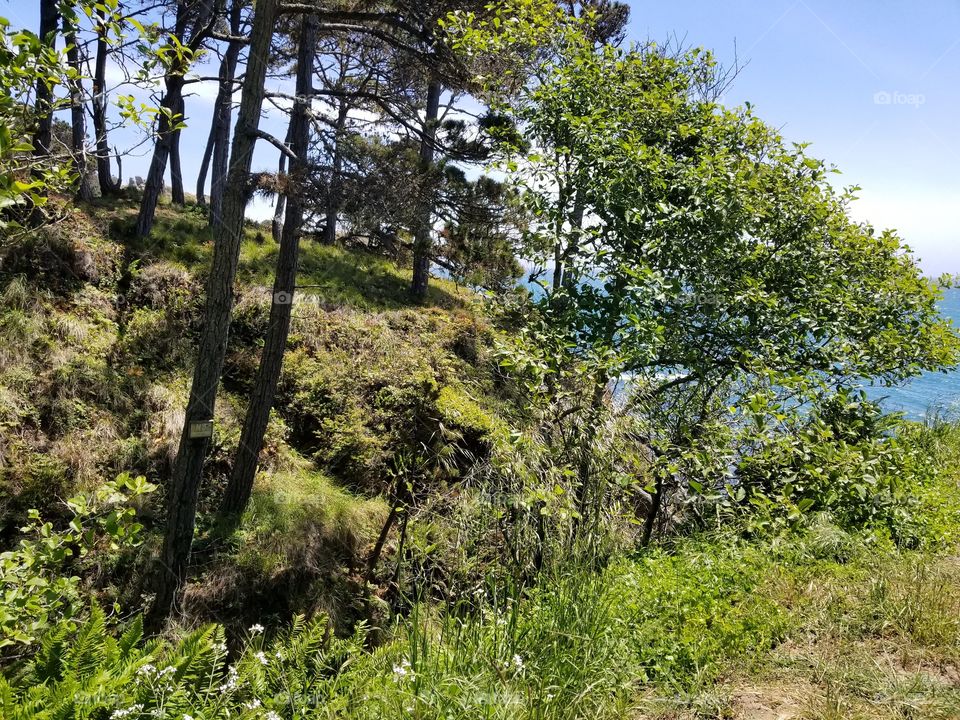 Sea Through the Trees