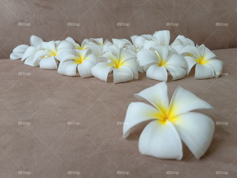 Beautiful Plumeria