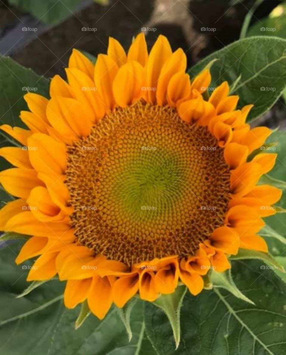 The Color and Shape of a Flora