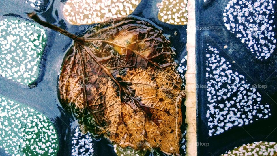 roasted leaf