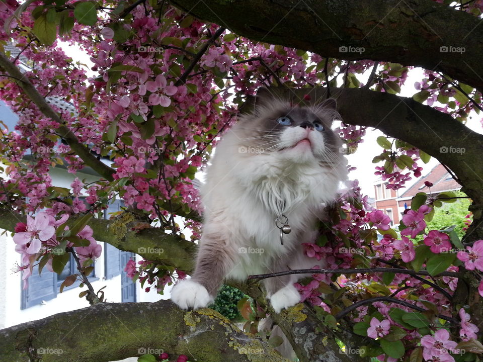 cat chat ragdoll