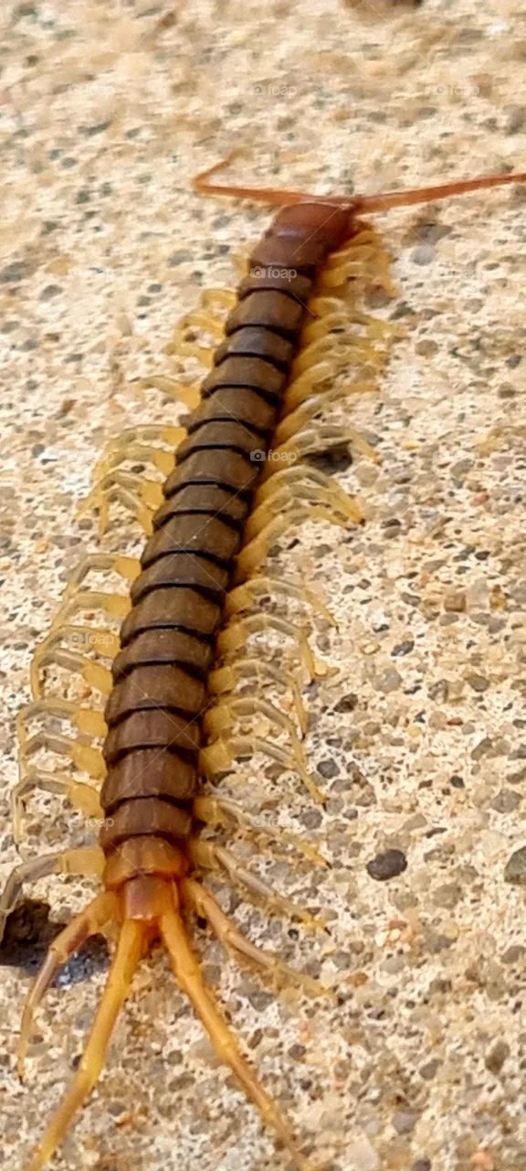 Muitas pernas, dois ferrões e uma Lacraia.