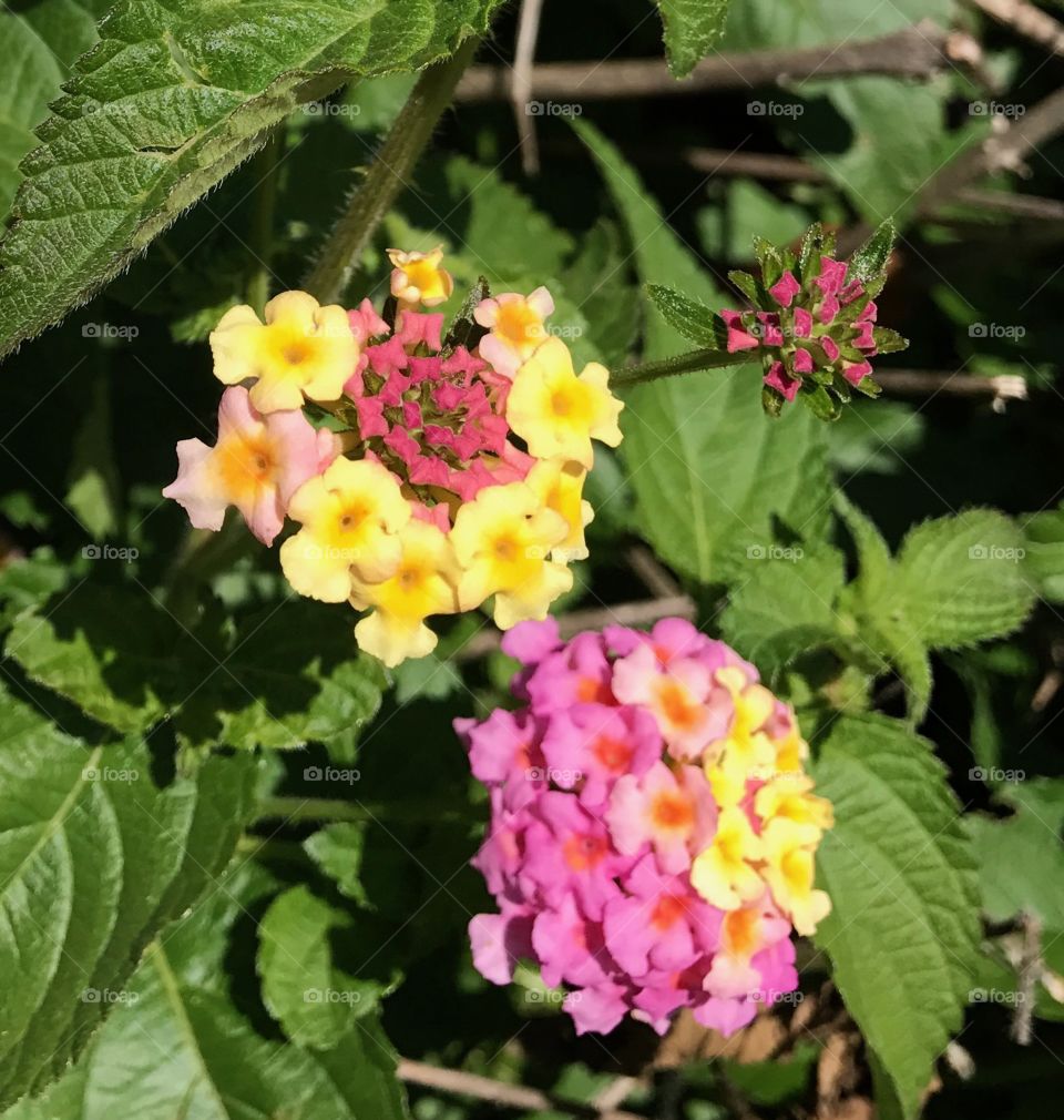 Multi color flower bush