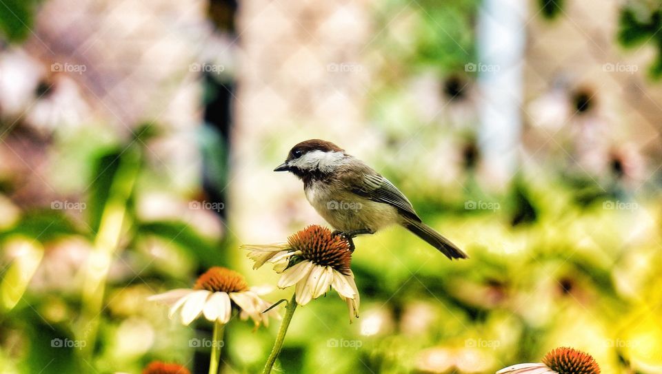 My yard - Chickadee on echinacea 