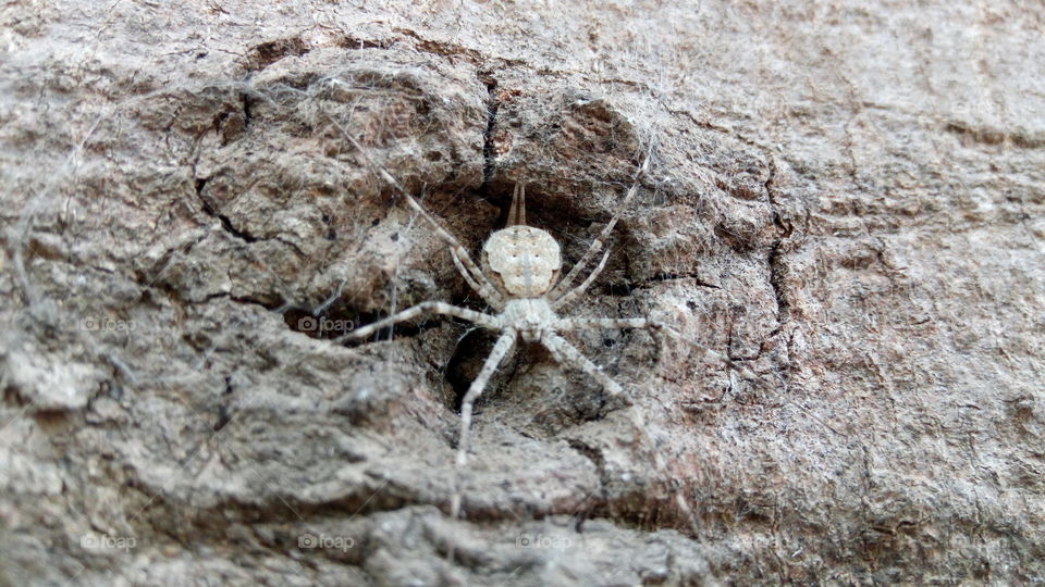 Perfect adaptation of spider in gray bark