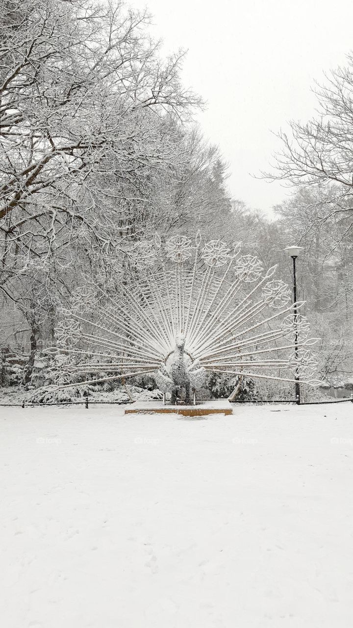 winter in the botanic park in Oliwa Poland - peacock made of lights and snow